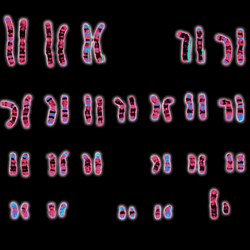 Normal male 46,XY human karyotype