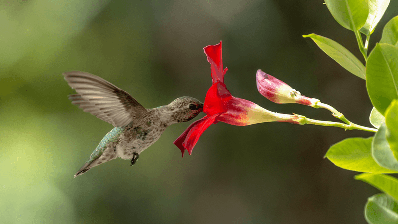 anna's hummingbird with its beak far down a flower, collecting nectar