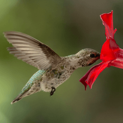 anna's hummingbird with its beak far down a flower, collecting nectar