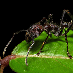 a bullet ant, the worst sting according to justin schmidt