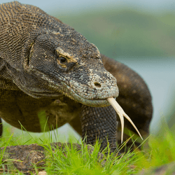 a komodo dragon on grass with its tongue sticking out