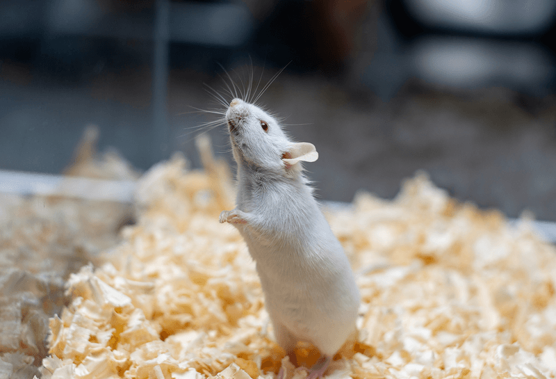 A lab mouse in a tank.