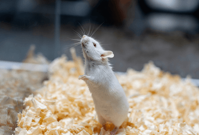 A lab mouse in a tank.