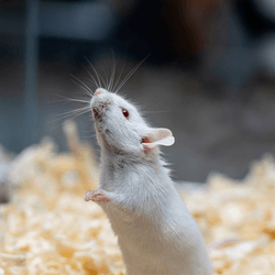A lab mouse in a tank.