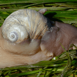 a lewis' moon snail expanded out of its shell on some grass