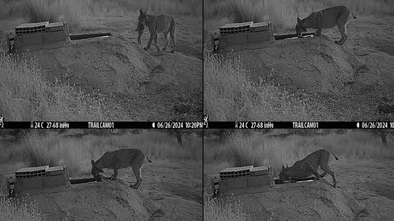 Four camera trap images of a lynx soaking a rabbit in a water trough.