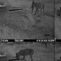 Four camera trap images of a lynx soaking a rabbit in a water trough.