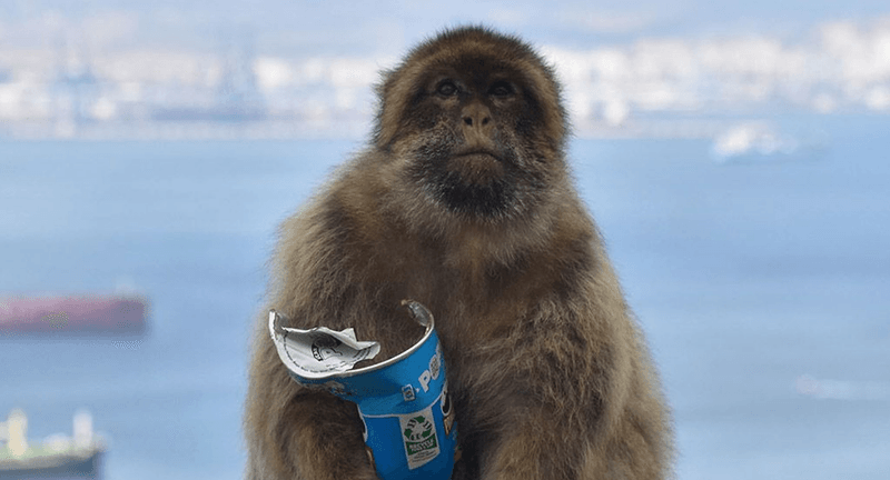 A macaque on the Rock of Gibraltar clutches a tube of crisps.