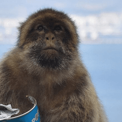 A macaque on the Rock of Gibraltar clutches a tube of crisps.
