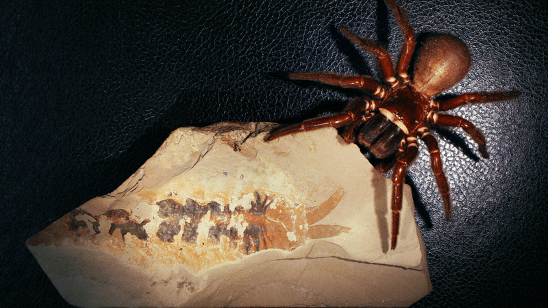 spider inspecting a fossil