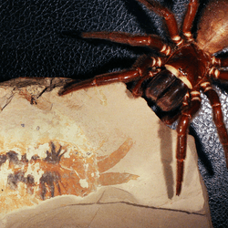 spider inspecting a fossil