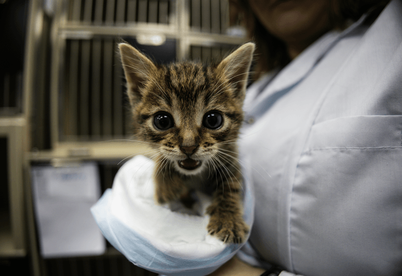 A small cat, kitten, being held by a doctor at the vets.