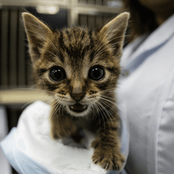 A small cat, kitten, being held by a doctor at the vets.