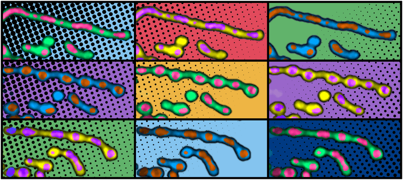 colorful microscope images in a three by three grid, showing mitochondria that are squised to look like strings of beads with colourful nucleoids inside them; the style is reminiscent of pop art