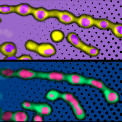 colorful microscope images in a three by three grid, showing mitochondria that are squised to look like strings of beads with colourful nucleoids inside them; the style is reminiscent of pop art