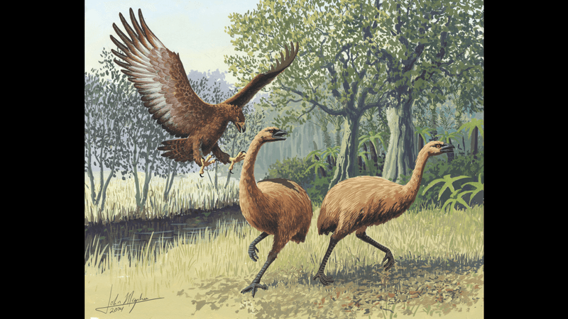 a giant eagle swoops down on two fleeing moa