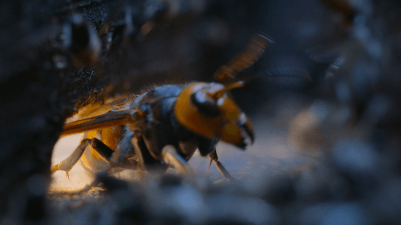"murder hornet" manages to get inside an Asian honeybee hive. It is surrounded by bees.