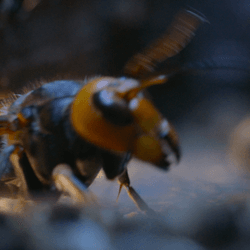 "murder hornet" manages to get inside an Asian honeybee hive. It is surrounded by bees.