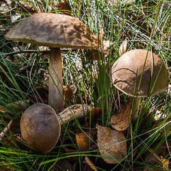 Three boletus mushrooms in the grass.