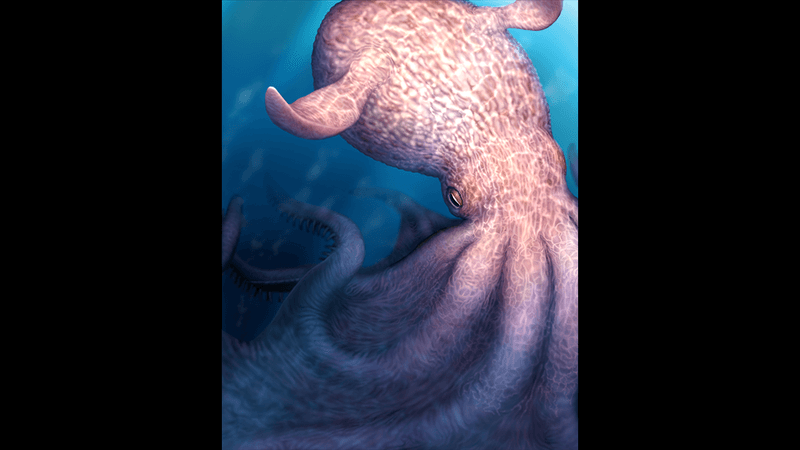 An artist's impression of Nanaimoteuthis haggarti, the largest octopus ever found, larger than the mosasaurs with which it shared the Cretaceous oceans.