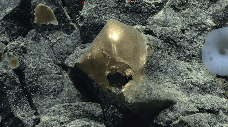 The "golden egg" was seen on the seafloor near Alaska in September 2023.