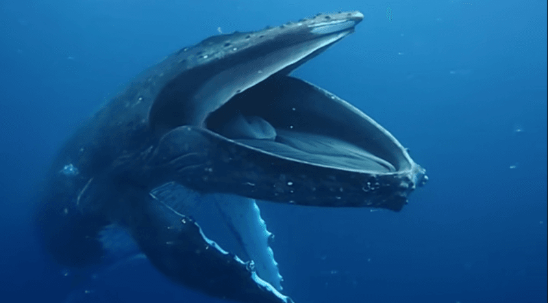 In their feeding grounds, humpback whales open their mouths like this to catch food, but why was this one doing it off Tonga?