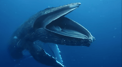 In their feeding grounds, humpback whales open their mouths like this to catch food, but why was this one doing it off Tonga?