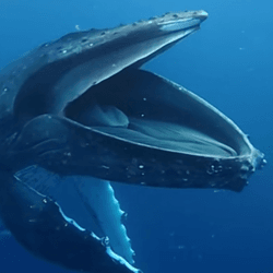 In their feeding grounds, humpback whales open their mouths like this to catch food, but why was this one doing it off Tonga?