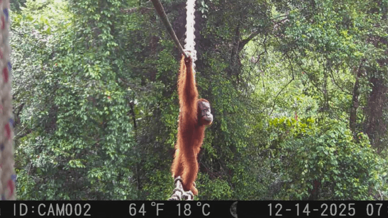 A young male orangutan looks back at the camera as he crosses the rope bridge over Lagan-Pagindar road.