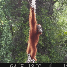 A young male orangutan looks back at the camera as he crosses the rope bridge over Lagan-Pagindar road.
