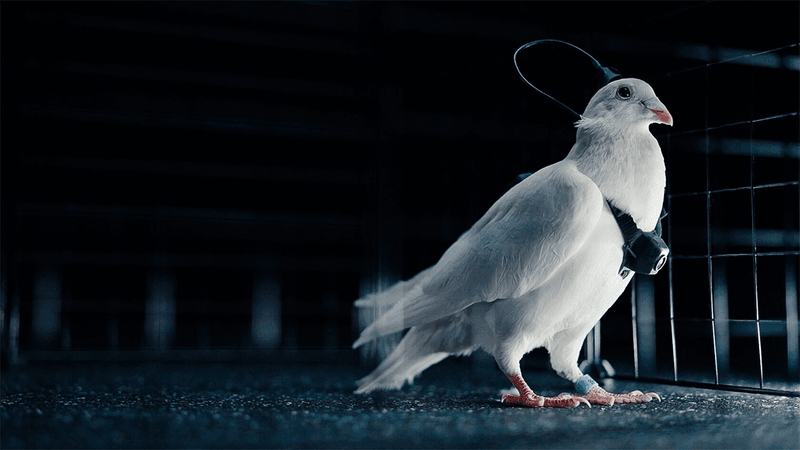 A pigeon fitted with a camera and neural interface.