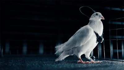A pigeon fitted with a camera and neural interface.