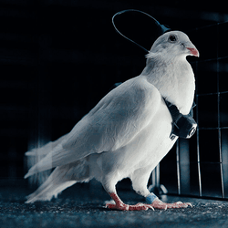 A pigeon fitted with a camera and neural interface.