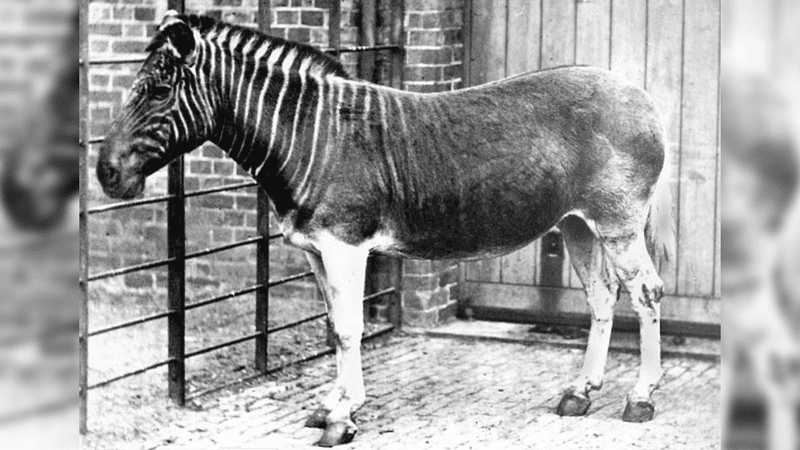 A black and white photo showing a live quagga in a holding pen. The animal has distinct dark stripes on its head and neck, but they give way to a uniform lighter tone as they reach the shoulders.