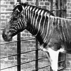 A black and white photo showing a live quagga in a holding pen. The animal has distinct dark stripes on its head and neck, but they give way to a uniform lighter tone as they reach the shoulders.