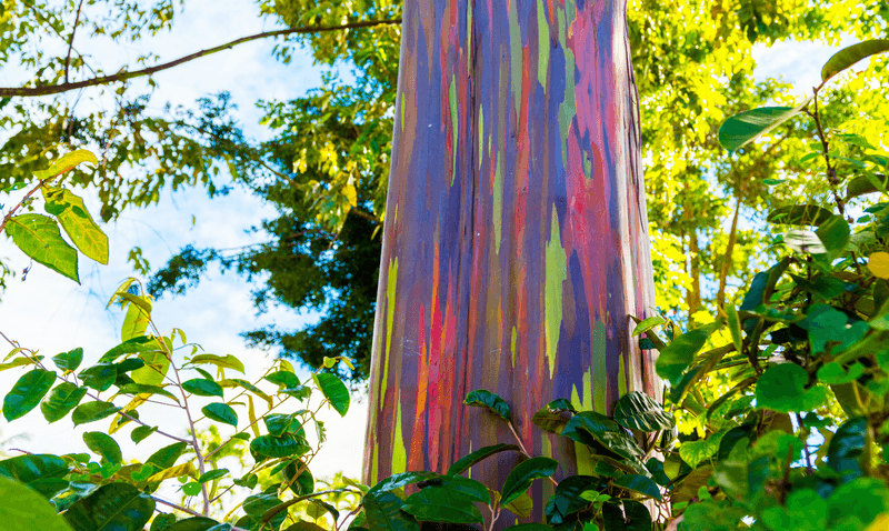 View of the rainbow eucalyptus, Kauai, Hawaii.