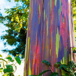 View of the rainbow eucalyptus, Kauai, Hawaii.