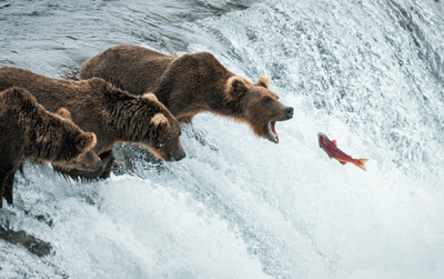 A red sockeye salmon jumps up the Brooks Falls amid a gang of hungry brown bears in Katmai National Park, Alaska.