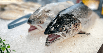 Salmon and fish on ice for sale at a market.