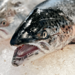 Salmon and fish on ice for sale at a market.