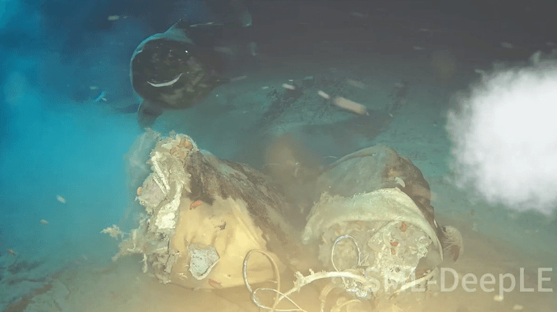 A pacific sleeper shark approaches a cow carcass placed by scientists in the South China Sea