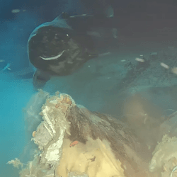 A pacific sleeper shark approaches a cow carcass placed by scientists in the South China Sea