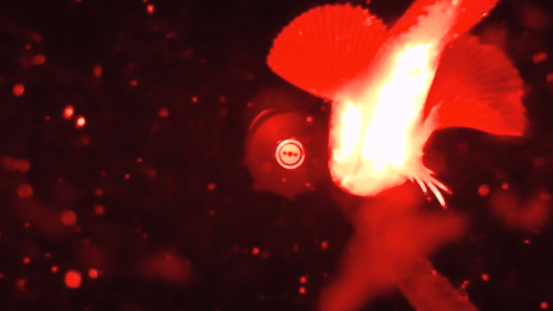 Snailfish swims in front of the camera at 260 meters deep, the red light illuminates its body.