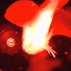 Snailfish swims in front of the camera at 260 meters deep, the red light illuminates its body.
