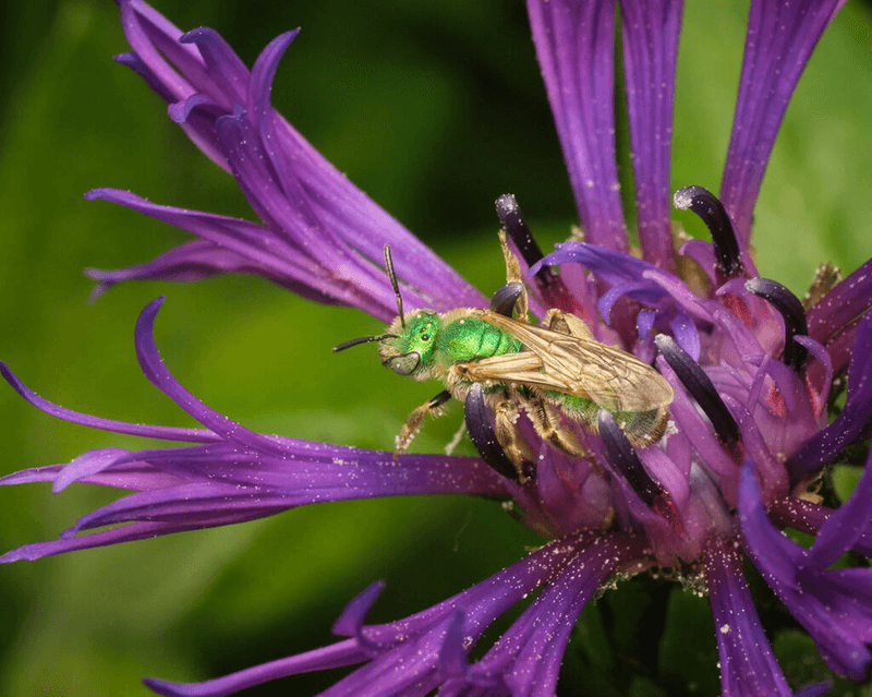 A bright green shiny bee sits on a striking purple flower with a green background