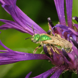 A bright green shiny bee sits on a striking purple flower with a green background