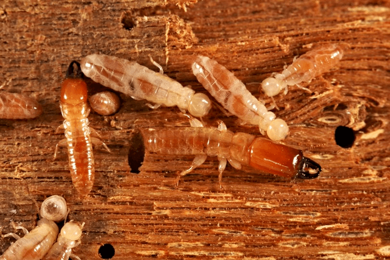 Workers (top) and soldiers (middle) of the termite Incisitermes schwarzi have given up breeding to care for their siblings, and a new study reveals the genetics involved