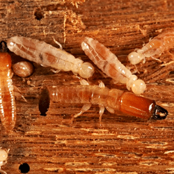 Workers (top) and soldiers (middle) of the termite Incisitermes schwarzi have given up breeding to care for their siblings, and a new study reveals the genetics involved