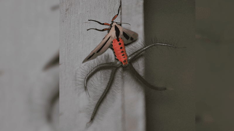 An extraordinary looking white and red both with four hairy appendages coming from its rear.
