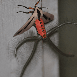An extraordinary looking white and red both with four hairy appendages coming from its rear.